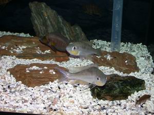 Benthochromis tricoti