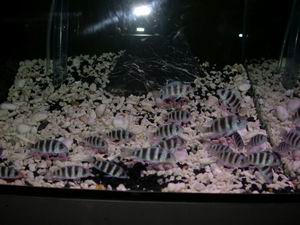 Cypho. frontosa blue Mpimbwe