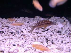 Neolampr. buescheri Kamakonde yellow