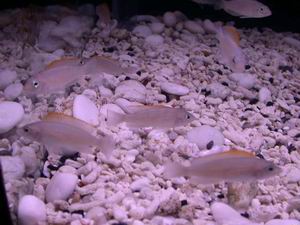 Neolampr. caudopunctatus