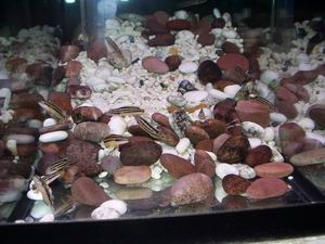 Julidochromis ornatus yellow Congo