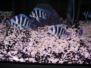 Cypho. frontosa blue Zaire Kapampa