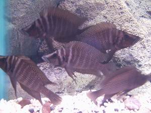 Altolampr. calvus black Congo