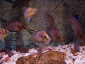 Altolampr. compressiceps goldhead
