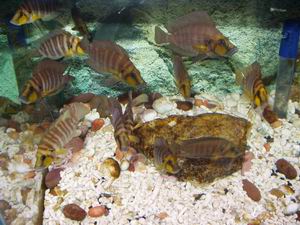Altolampr. compressiceps goldhead