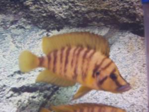 Altolampr. compressiceps yellow Chaitika