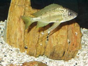 Ophthalm. nasuta tiger