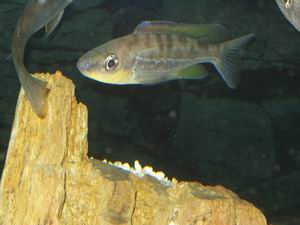 Benthochromis tricoti