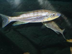 Benthochromis tricoti