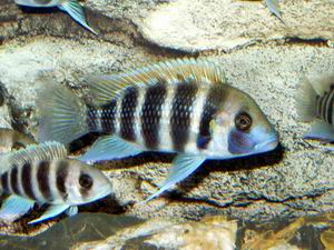 Cypho. frontosa Kigoma