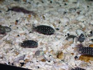 Tropheus duboisi Maswa