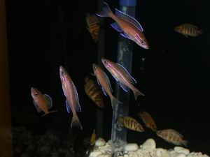 Paracyprichromis nigripinnis  blue neon