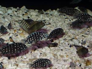 Tropheus duboisi Maswa