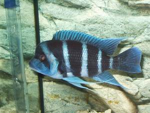 Cypho. frontosa blue Zaire Kapampa