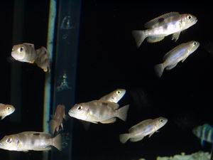 Lampr. boulengeri shell-fish
