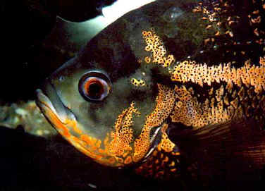 Aocellatus