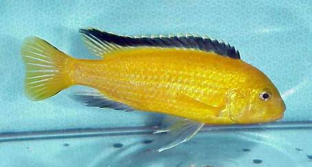 Labidochromis1a.jpg (18274 bytes)