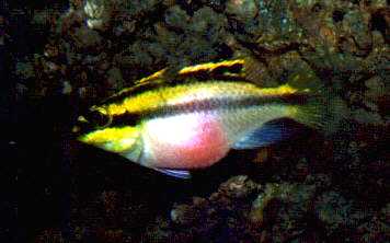 P. Pulcher 
