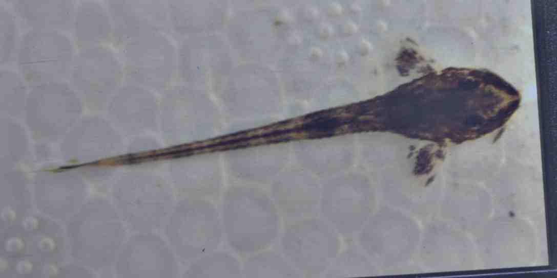 Rineloricaria1.jpg (16374 bytes)