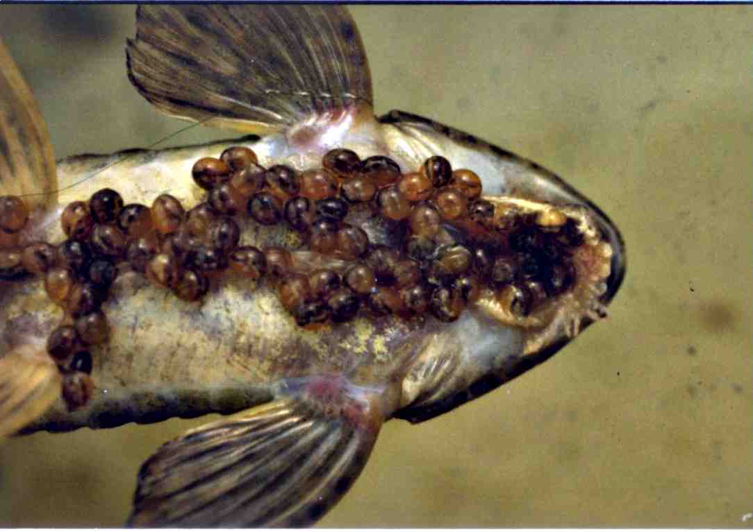 Rineloricaria4.jpg (43315 bytes)