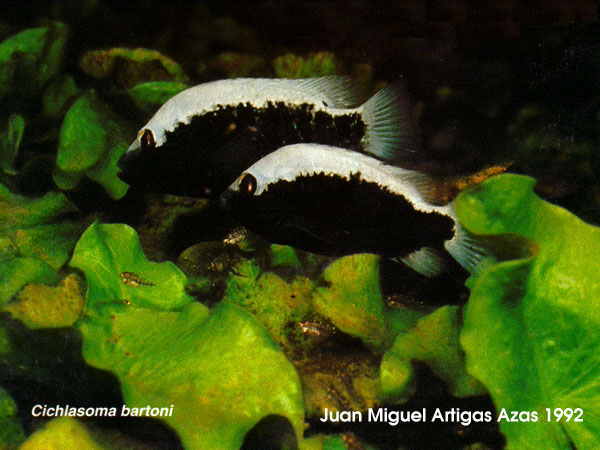 Herichthys bartoni