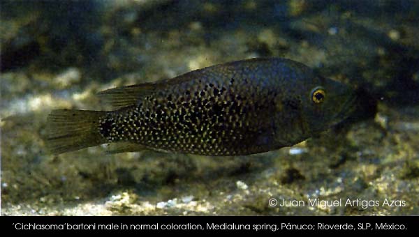 Herichthys bartoni