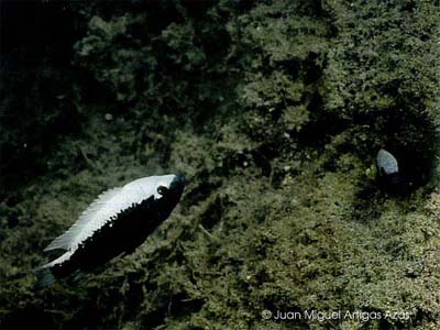 Herichthys bartoni