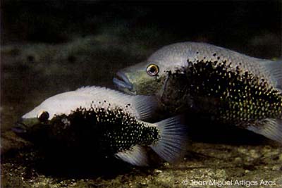 Herichthys bartoni