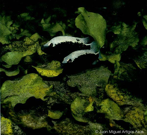 Herichthys bartoni