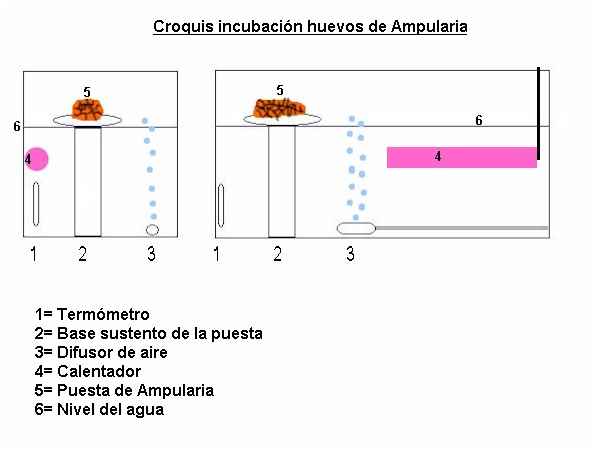 ampulacroquis.jpg (38345 bytes)