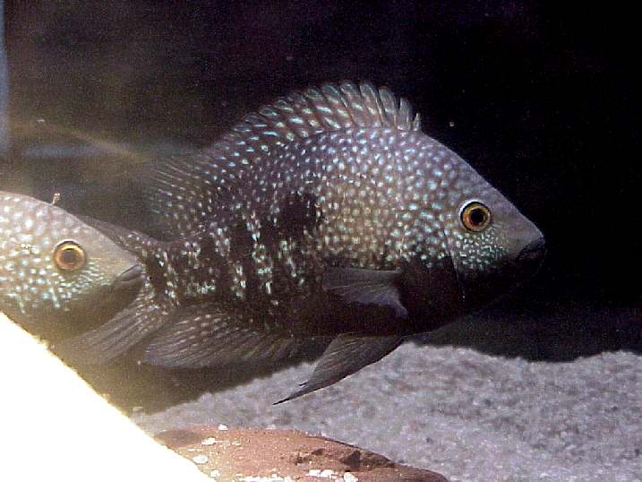 carpintis039XA.jpg (51382 bytes)