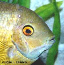 severum con hexamita
