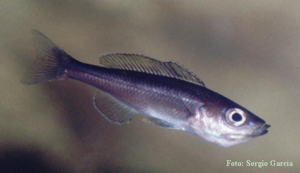 leptosoma1.jpg (25247 bytes)
