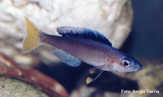 leptosoma5.jpg (30197 bytes)