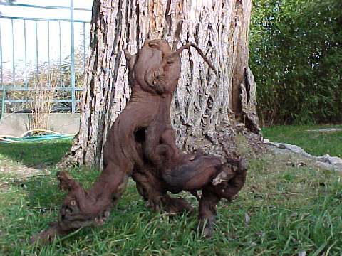 madera2a.jpg (42858 bytes)