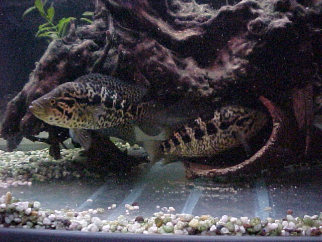 managuense18.JPG (81187 bytes)