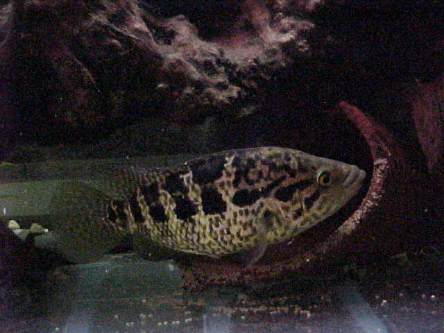 managuense216.JPG (46871 bytes)