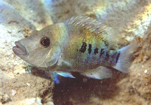 mxminckleyi1.jpg (48647 bytes)