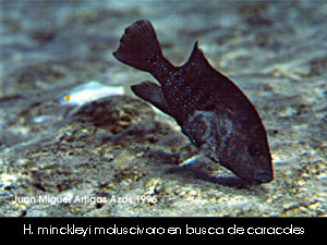 Herichthys minckleyi molluscivorous form>La forma detritivora y hasta cierto punto la forma moluscivora son peces gregarios. Se les puede observar en grupos compartiendo un territorio determinado de gran tama�o. He observado que estas �reas, generalmente a las orillas de los manantiales estan delimitadas por objetos; como pueden ser la orilla del manantial, una roca o un grupo de plantas, y pueden tener un tama�o de hasta diez metros cuadrados. Este territorio estar� ocupado por un gran cantidad de peces, la mayoria de los cuales ser�n ignorados por el macho dominante del mismo. Generalmente, un macho del tipo detrit�voro. Este macho dominante es distingible de los dem�s individuos por que casi siempre detenta un gran chipote nupcial en la frente, adem�s de que tambi�n presenta coloraci�n dominante, la cual logra obscureciendo los tonos del cuerpo a azul o gris muy obscuro casi negro, en donde los puntos azules sobre sus flancos y aletas brillan en el habitat en forma iridiscente. Este macho patrulla el per�metro de su territorio y se retira ciclicamente a la parte m�s escondida del mismo. </P>
<P ALIGN=JUSTIFY>En este territorio se pueden encontrar como lo he mencionado un n�mero grande de peces, la mayoria de los cuales ser�n c�clidos hembras o machos no dominantes del tipo detrit�voro. Estos se alimentaran sobre la superficie de las hojas sumergidas de las plantas o de las rocas. Individuos solitarios o peque�os grupos de c�clidos moluscivoros se mover�n por el fondo de detrito en busca de su alimento principal, carac�les. Con relaci�n a estos c�clidos existe un aspecto muy interesante. Los individuos, solitarios o a la cabeza de un grupo de dos o tres individuos van a la caza de moluscos y presentan una coloraci�n muy obscurecida (m�s que en los machos dominantes), la mayor parte de las veces negra. De esta coloraci�n lo �nico que sobresale son los iridiscentes puntos de color azul. El c�clido se mover� a unos milimetros de la superficie del fondo en donde de cuando en cuando se inclinar� casi a 90 grados y tomar� una bocanada de detritos, la cual manipular� en la mand�bula dejando escapar por las agallas el detrito u objetos no engullibles, los caracol�s ser�n molidos y engullidos. </P>
<P ALIGN=JUSTIFY>Este comportamiento es interesante porque es muy similar al seguido por Cichlasoma labridens en los manantiales del valle de Rioverde en la cuenca del P�nuco, el cual tambi�n procede en una forma muy similar y lo que es m�s interesante a�n, se viste exactamente con la misma coloraci�n. La similitud de h�bitats entre los manantiales de Cuatro Cienegas de Carranza y del Valle de Rioverde es sorprendente. Que papel jugar� esta coloraci�n en los c�clidos, no tengo la menor idea. </P>
<P ALIGN=JUSTIFY><IMG SRC=
