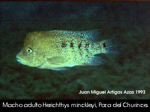 Herichthys minckleyi