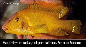 Herichthys minckleyi oligomelanic form