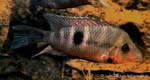 Thorichthys meeki