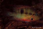 Thorichthys meeki