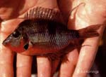 Thorichthys meeki