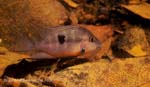 Thorichthys meeki