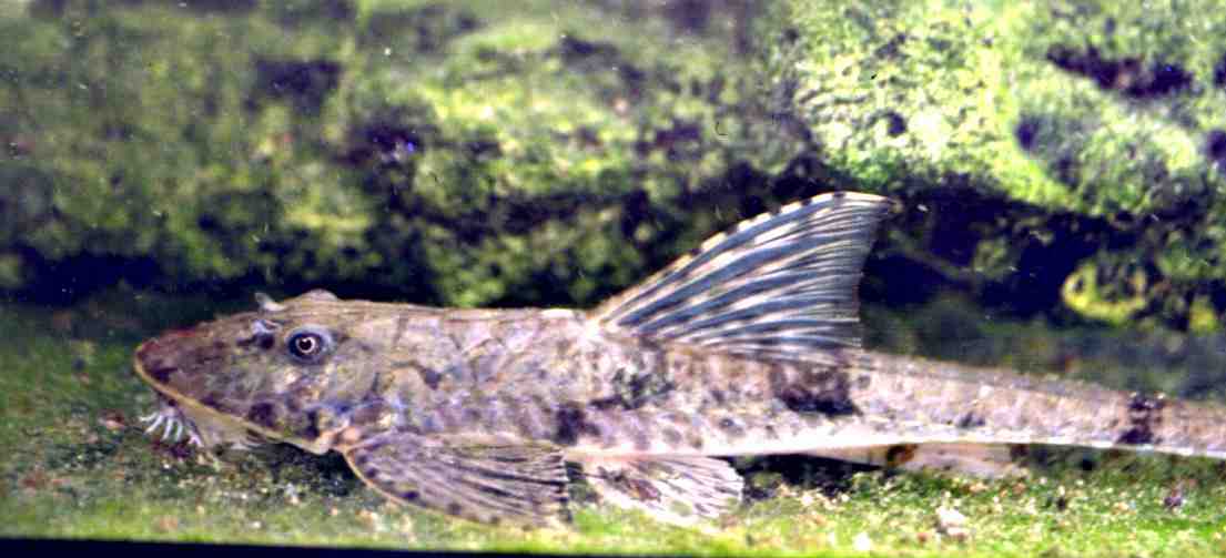 rineloricaria6.jpg (59011 bytes)