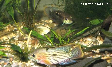 rivulatus1a.jpg (41884 bytes)