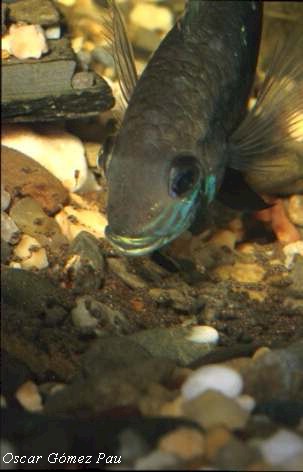 rivulatus2a.jpg (32577 bytes)