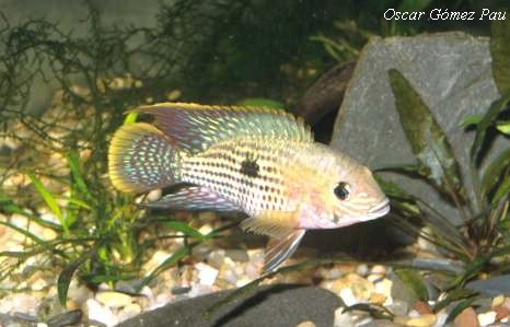 rivulatus3a.jpg (41414 bytes)