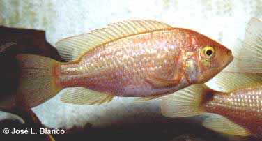 tilapia